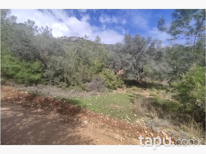 Seydikemer'de 5 Dönüm Zeytinli Tarla