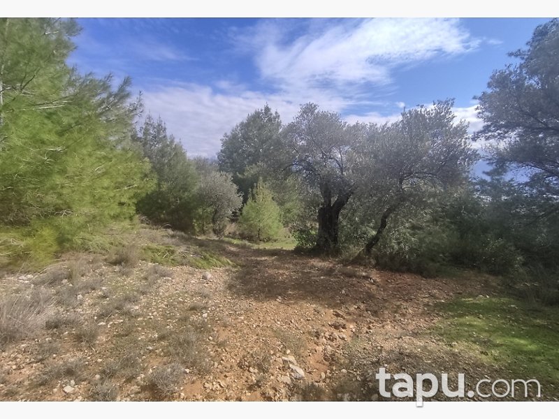 Seydikemer'de 5 Dönüm Zeytinli Tarla