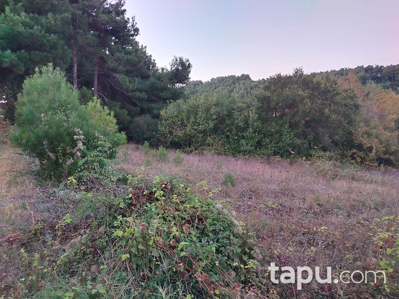 Çanakkale Lapseki Beybaş Köyü'nde 1.784 m2 Bahçe