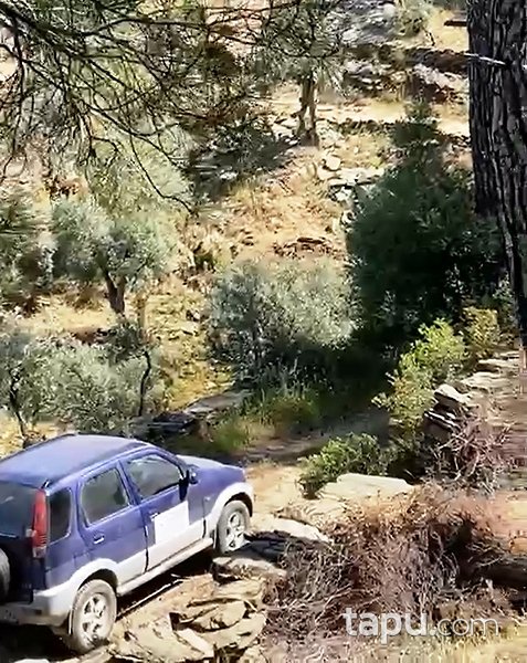 Muğla Milas'ta 5 Dönüm Zeytinlik