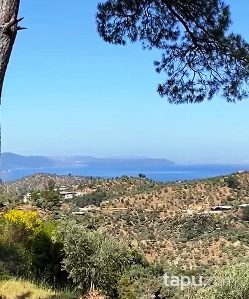 Muğla Milas'ta 5 Dönüm Zeytinlik