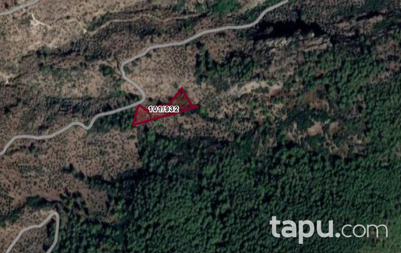 Muğla Milas'ta 5 Dönüm Zeytinlik