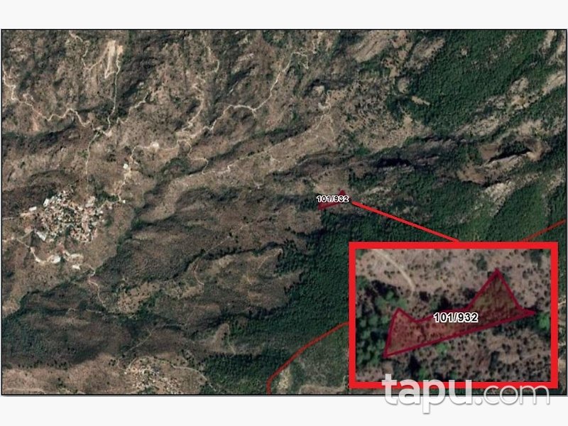 Muğla Milas'ta 5 Dönüm Zeytinlik