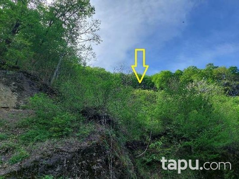 Trabzon Tarlacık Mahallesi'nde 1.665 m2 Fındık Bahçesi Ve Tarla
