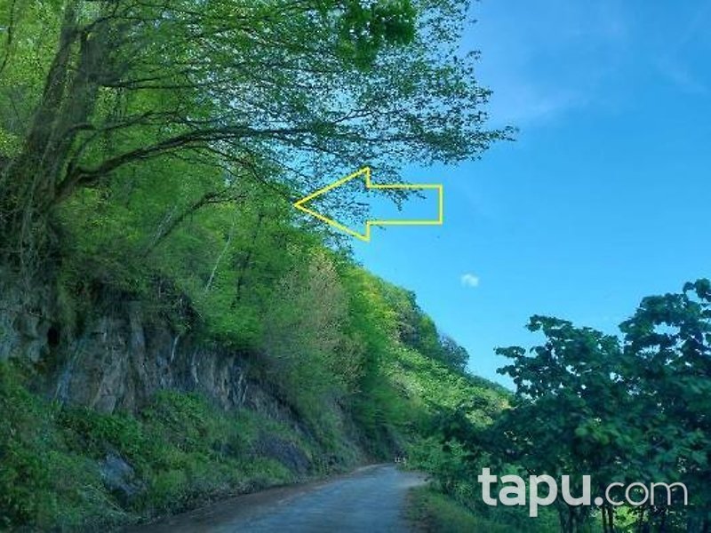 Trabzon Tarlacık Mahallesi'nde 1.665 m2 Fındık Bahçesi Ve Tarla