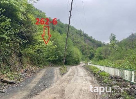 Artvin Borçka Düzköy'de 14 Dönüm Fındık Bahçesi