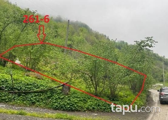 Artvin Borçka Düzköy'de 14 Dönüm Fındık Bahçesi