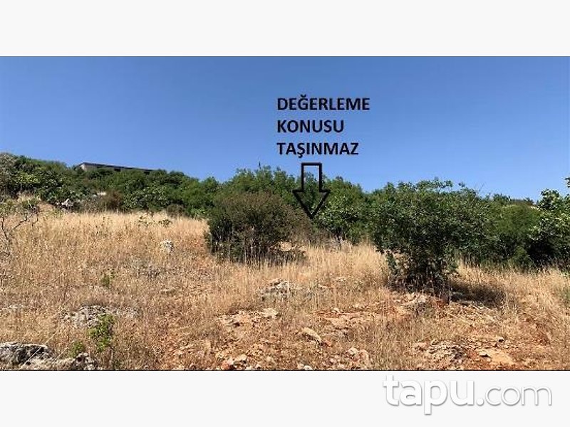 Gaziantep Nizip Tatlıcak Mahallesi'nde Hisseli 14 Dönüm Fıstıklık