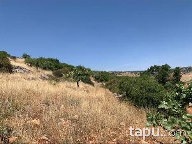 Gaziantep Nizip Tatlıcak Mahallesi'nde Hisseli 14 Dönüm Fıstıklık