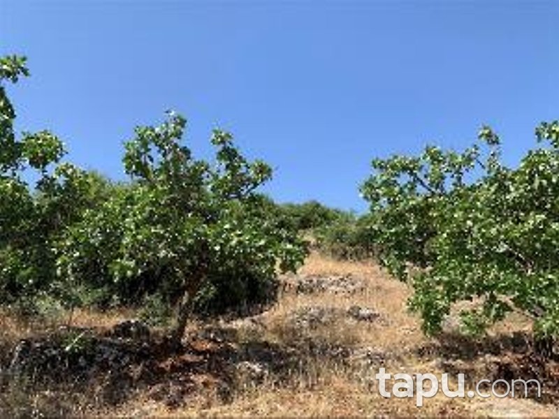 Gaziantep Nizip Tatlıcak Mahallesi'nde Hisseli 14 Dönüm Fıstıklık