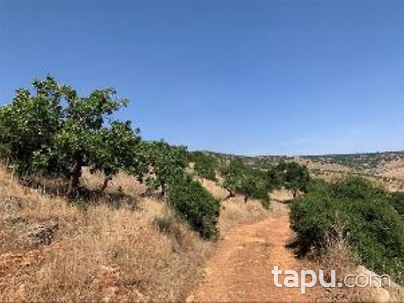 Gaziantep Nizip Tatlıcak Mahallesi'nde Hisseli 14 Dönüm Fıstıklık