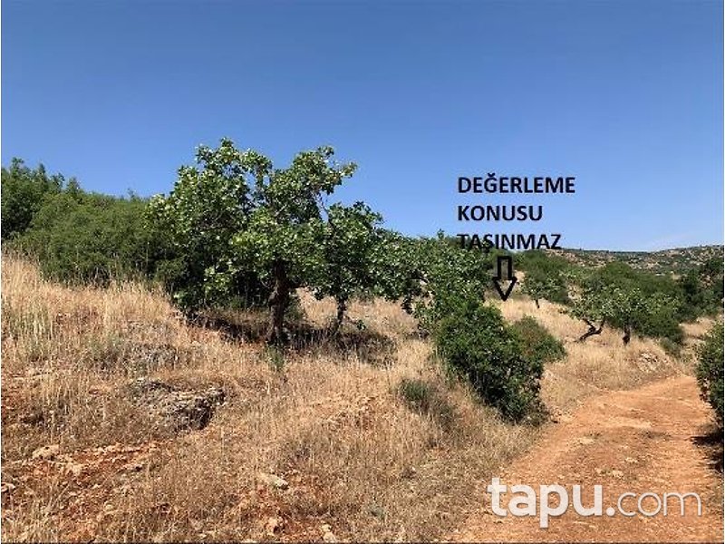 Gaziantep Nizip Tatlıcak Mahallesi'nde Hisseli 14 Dönüm Fıstıklık