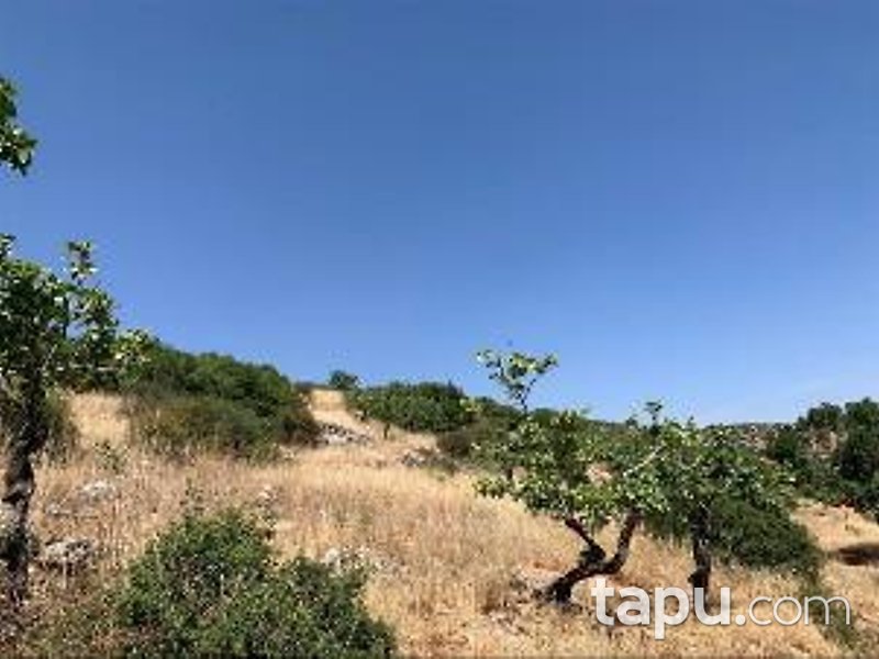 Gaziantep Nizip Tatlıcak Mahallesi'nde Hisseli 14 Dönüm Fıstıklık