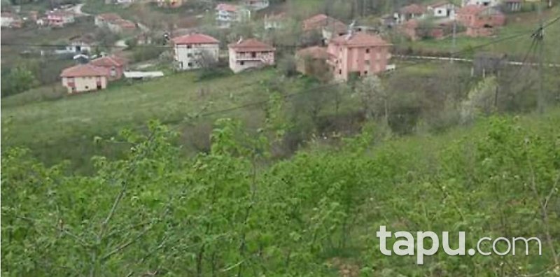Samsun Ayvacık Yeniköy Mahallesi'nde 4.025 m2 Fındık Bahçesi