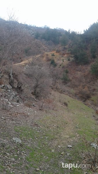 İzmir Bergama Durmuşlar Mahallesi'nde Tarla