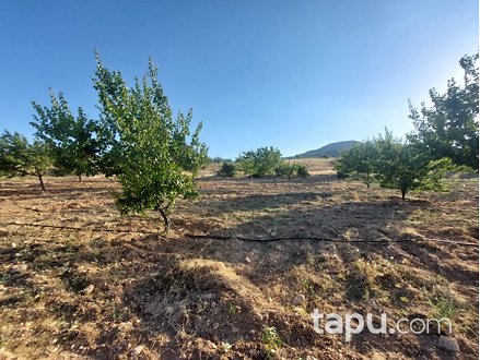 Malatya Akçadağ Keklikpınar Mahallesi'nde 32 Dönüm Kayısı Bahçesi