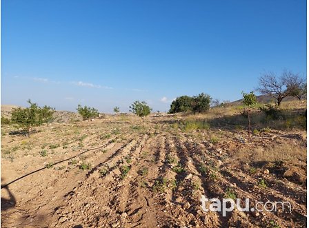 Malatya Akçadağ Keklikpınar Mahallesi'nde 32 Dönüm Kayısı Bahçesi