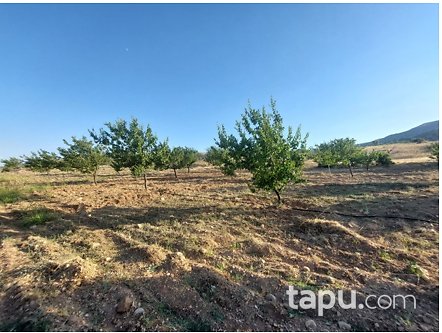 Malatya Akçadağ Keklikpınar Mahallesi'nde 32 Dönüm Kayısı Bahçesi