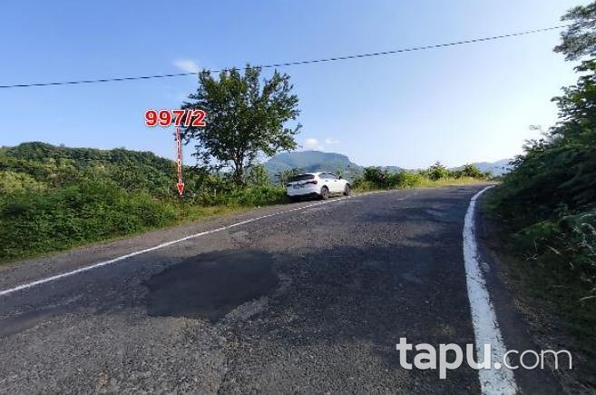 Ordu Ulubey Akoluk'ta Hisseli 1.819 m2 Fındık Bahçesi