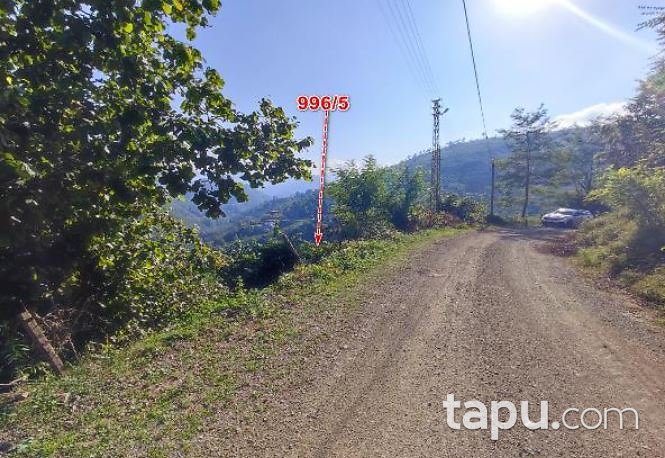 Ordu Ulubey Akoluk'ta Hisseli 4.223 m2 Tarla
