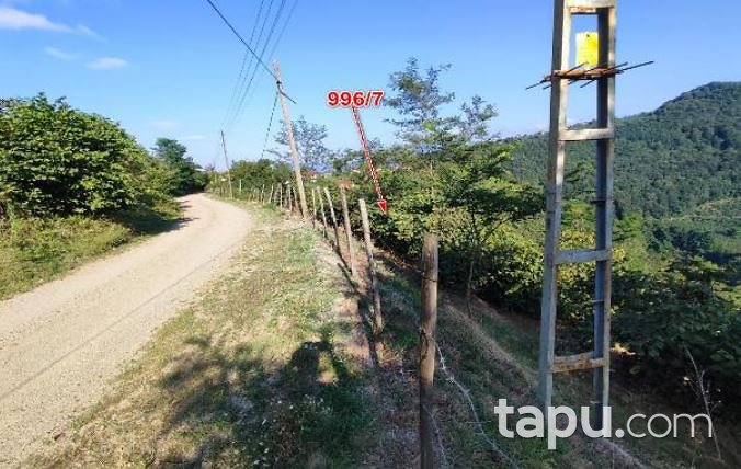 Ordu Ulubey Akoluk'ta Hisseli 2117 m2 Fındık Bahçesi