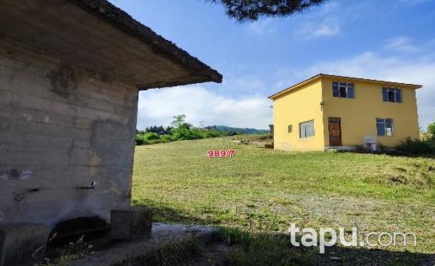 Ordu Ulubey Akoluk'ta Hisseli 2374 m2 Fındık Bahçesi