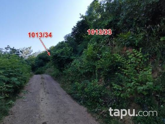 Ordu Ulubey Akoluk'ta Hisseli 532 m2 Fındık Bahçesi