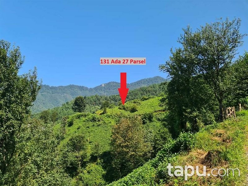 Artvin Hopa Başoba Köyü'nde 5.691 m2 Çay Bahçesi