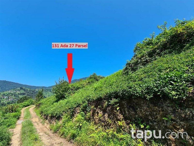 Artvin Hopa Başoba Köyü'nde 5.691 m2 Çay Bahçesi