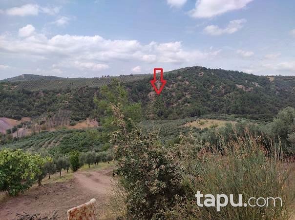 Bursa Gemlik Muratoba'da 8 Dönüm Zeytinlik