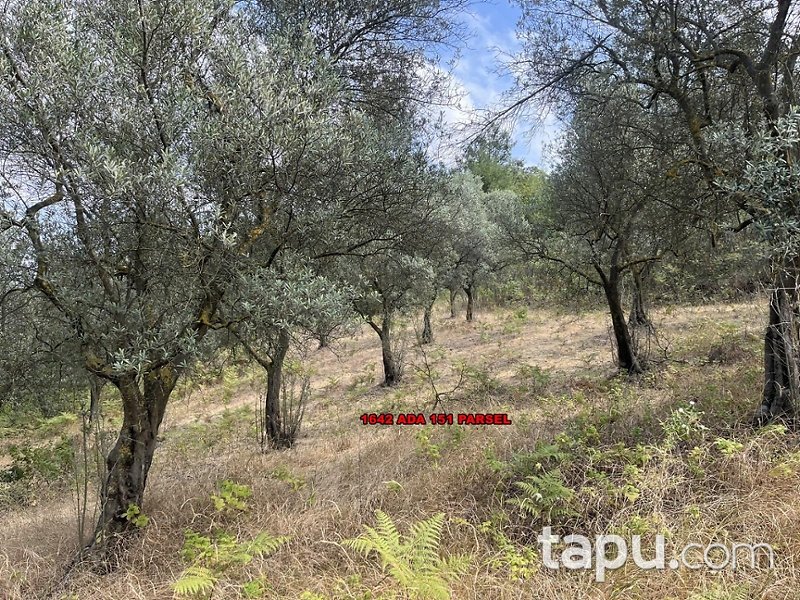 Bursa Gemlik Muratoba Mahallesi'nde 10 Dönüm Zeytinlik