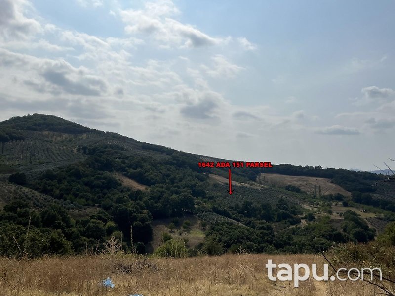 Bursa Gemlik Muratoba Mahallesi'nde 10 Dönüm Zeytinlik
