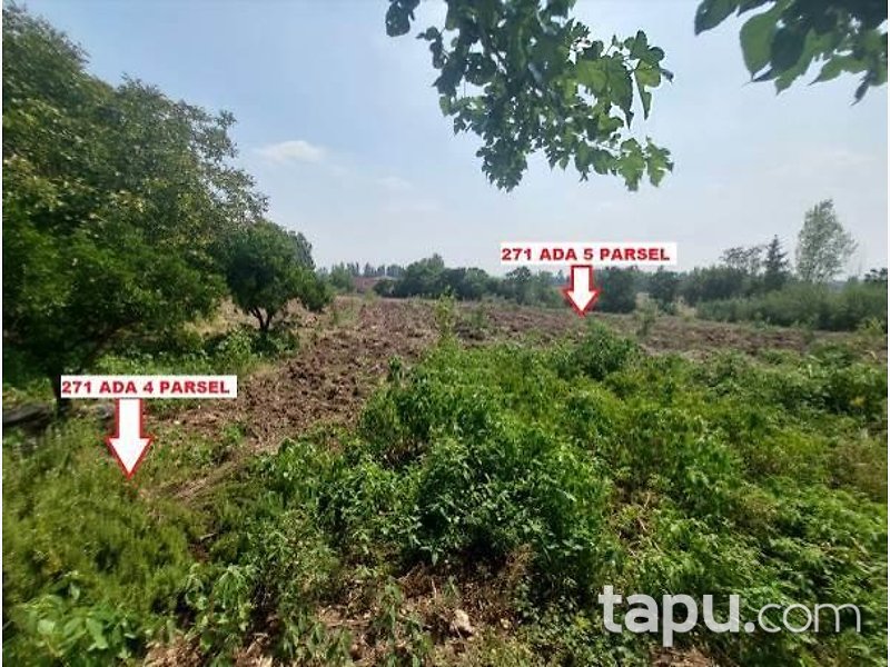 Osmaniye Sumbas Araplı Mahallesi'nde Hisseli Tarla