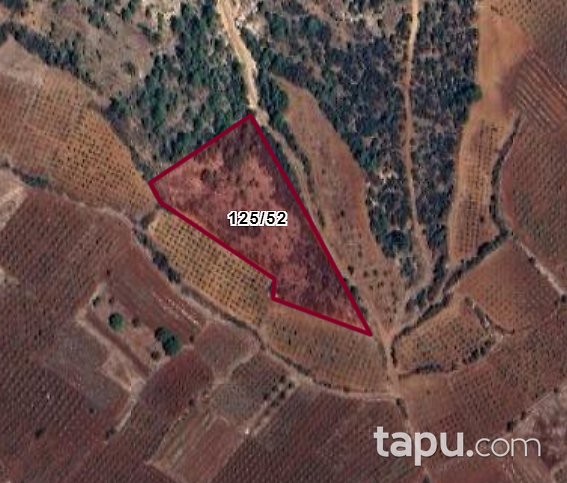 Denizli Çal Bahadınlar Mevkiinde 7.043 m2 Bağ