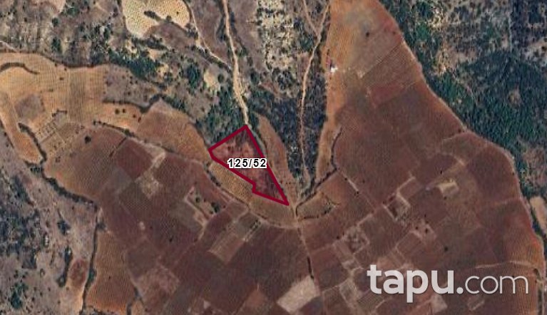 Denizli Çal Bahadınlar Mevkiinde 7.043 m2 Bağ