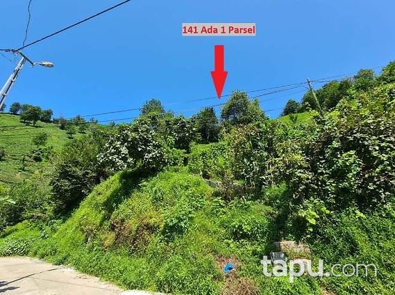 Artvin Hopa Çavuşlu'da 5 Dönüm Çay Bahçesi