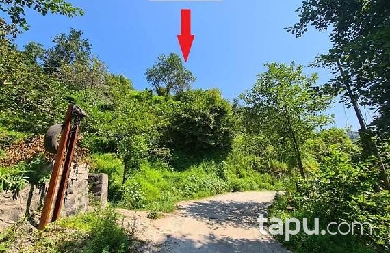 Artvin Hopa Çavuşlu'da 5 Dönüm Çay Bahçesi