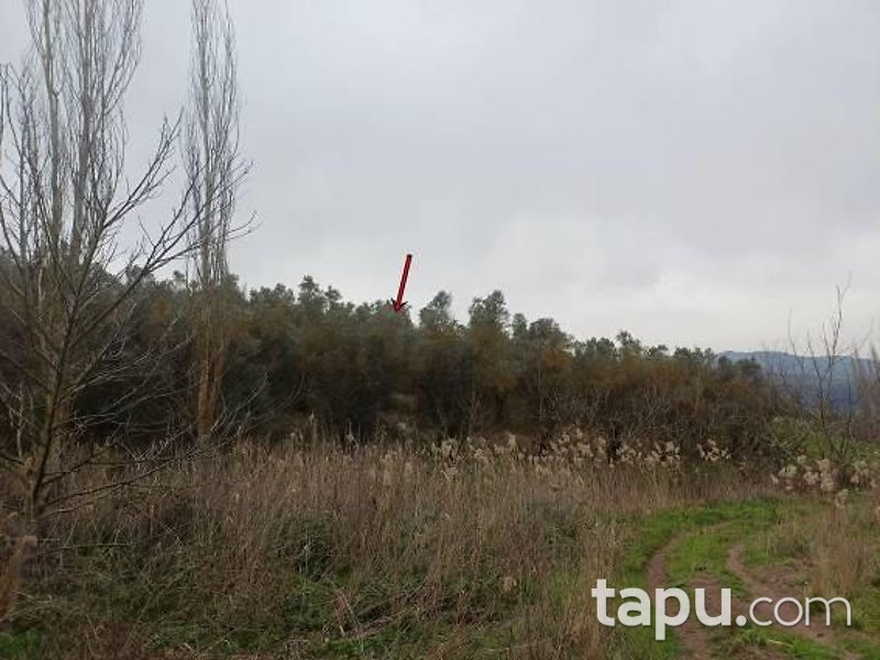 Bursa Gemlik Muratoba'da 8 Dönüm Zeytinlik