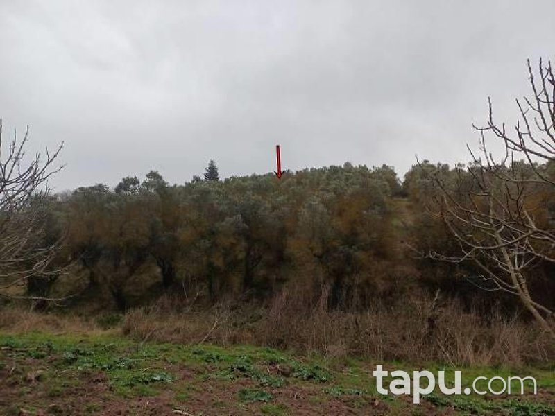 Bursa Gemlik Muratoba'da 8 Dönüm Zeytinlik
