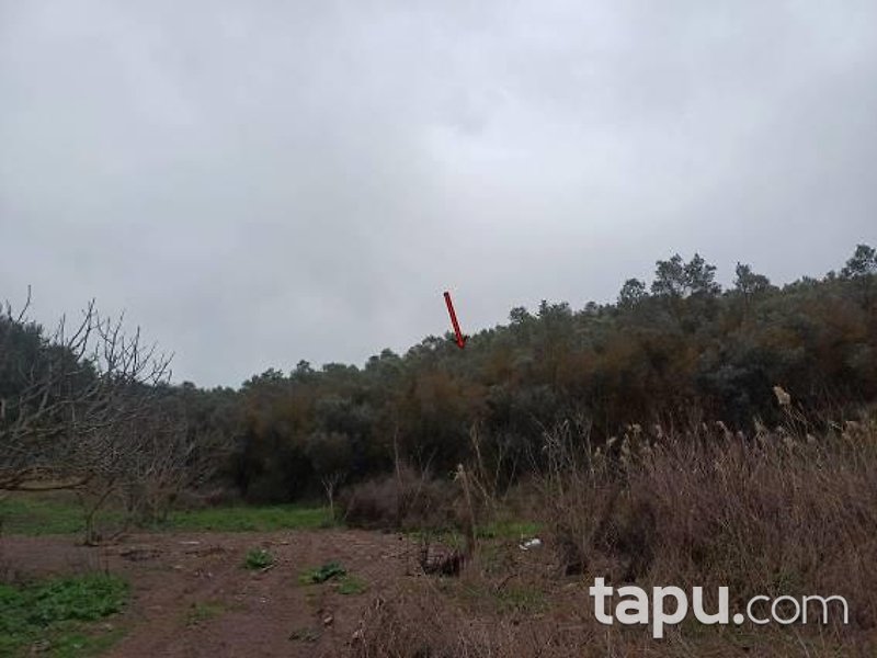 Bursa Gemlik Muratoba'da 8 Dönüm Zeytinlik
