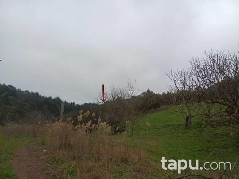 Bursa Gemlik Muratoba'da 8 Dönüm Zeytinlik