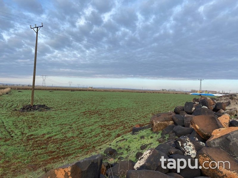 Şanlıurfa Viranşehir Yukarıdilimlİ'de 33 Dönüm Tarla