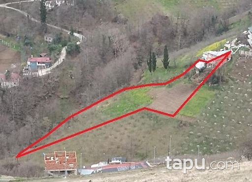 Trabzon Akçaabat Sertkaya Mahallesi'nde 3 Dönüm Tarla