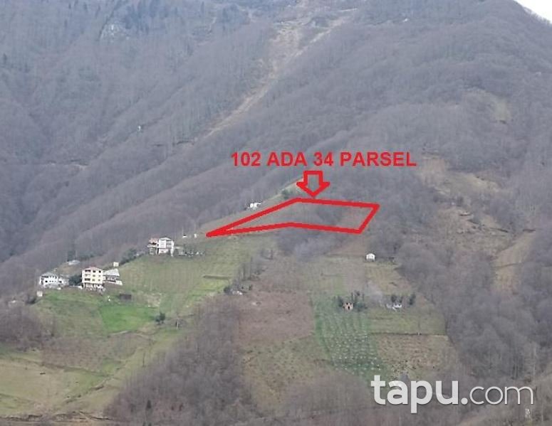 Trabzon Akçaabat Sertkaya Mahallesi'nde Hisseli 2 Dönüm Tarla