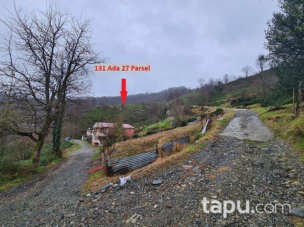 Artvin Hopa Başoba Köyü'nde 5.691 m2 Çay Bahçesi