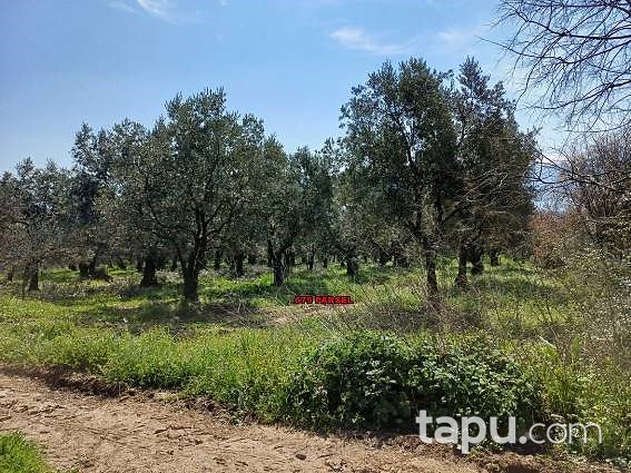 Bursa Orhangazi Üreğil'de 7500 m2 Zeytinlik