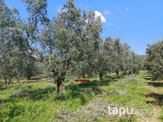 Bursa Orhangazi Üreğil'de 7500 m2 Zeytinlik