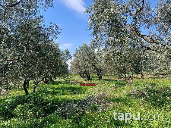 Bursa Orhangazi Üreğil'de 7500 m2 Zeytinlik