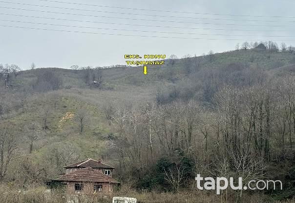 Düzce Akçakoca Esmahanım Köyü'nde 8 Dönüm Fındık Bahçesi
