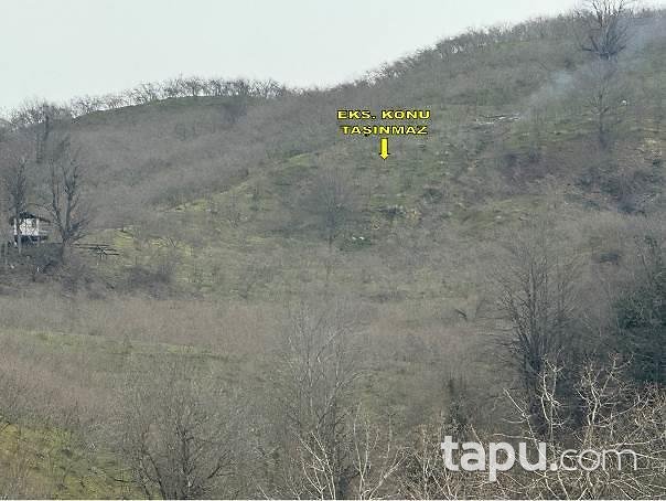 Düzce Akçakoca Esmahanım Köyü'nde 8 Dönüm Fındık Bahçesi
